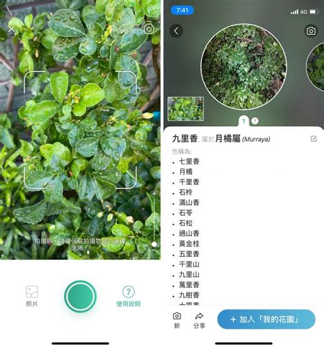 植物查詢|照片識別植物